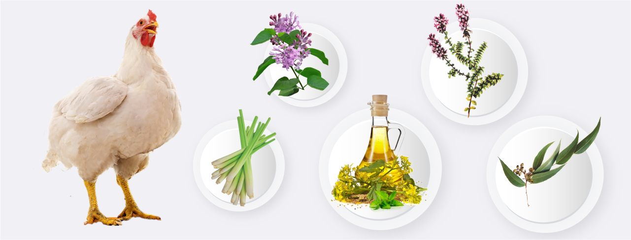 تاثیر مکمل فیتوژنیک(XTRACT 6930) بر عملکرد، کیفیت تخممرغ و برخی فراسنجههای فیزیولوژیکی مرغان تخمگذار