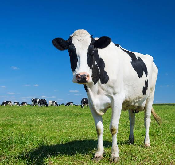 اثر تزریق مکملهای ویتامینی و معدنی در اواخر دوره آبستنی گاوهای شیری هلشتاین بر عملکرد، شاخص رشد اسکلتی، وضعیت اسهال، فراسنجههای خونی و آنتیاکسیدانی گوسالههای آنها